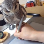 illustrator-northern-white-faced-owl