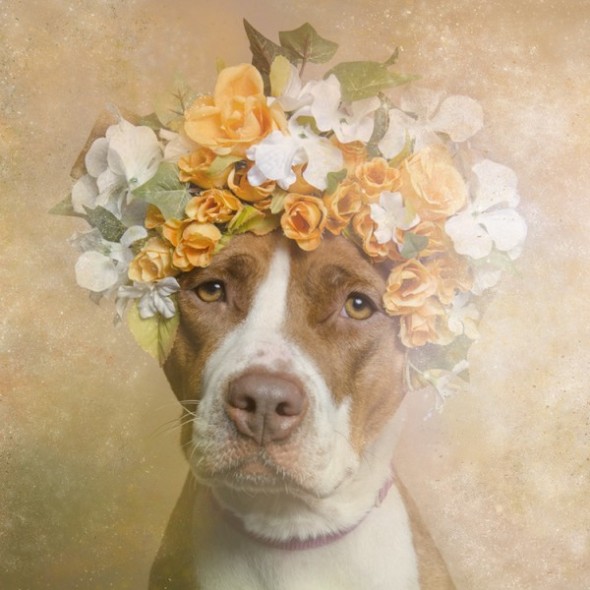 flower-power-pit-bulls-dog-adoption-photography-sophie-gamand-12