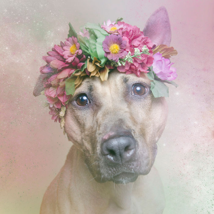 flower-power-pit-bulls-dog-adoption-photography-sophie-gamand-4